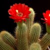 Trichocereus_huascha